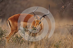 Impala Antelope (Aepyceros melampus) photo