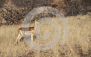 Impala Antelope (Aepyceros melampus) Standing in a Grassy Field