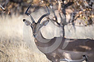 Impala Antelope (Aepyceros melampus) Standing in a Grassy Field