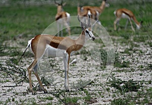 Impala antelope, Africa