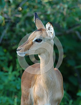 Impala antelope in Africa