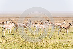 Impala antelope in Africa