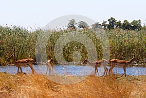 Impala antelope africa safari wildlife and wilderness