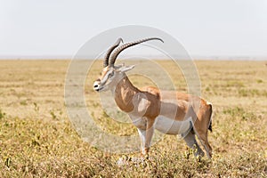 Impala antelope in Africa