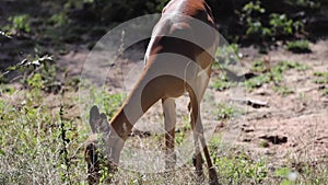 Impala is an antelope from the African savannah of South Africa, living in the wildlife of the Kruger National Park