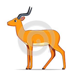 Impala antelope animal standing on a white background