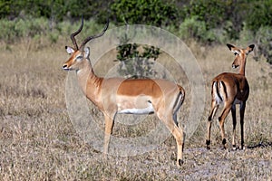 Impala Antelope - Botswana - Africa