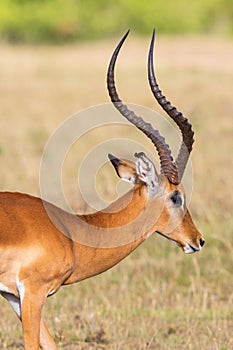 Impala antelope buck