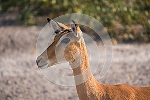 Impala Antelope Close Up Portrait