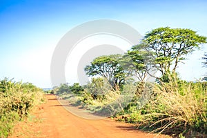 Impala antelope crossing an african dirt, red road through savanna