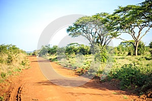 Impala antelope crossing an african dirt, red road through savanna