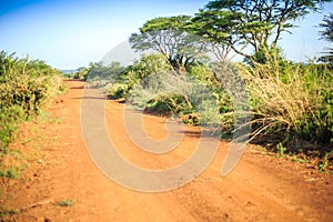 Impala antelope crossing an african dirt, red road through savanna