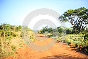 Impala antelope crossing an african dirt, red road through savanna