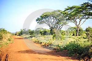 Impala antelope crossing an african dirt, red road through savanna