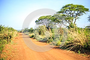 Impala antelope crossing an african dirt, red road through savanna