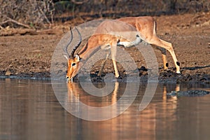 Impala antelope drinking