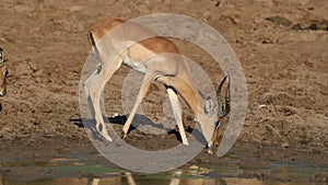 Impala antelope drinking