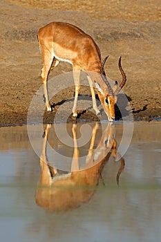 Impala antelope drinking - Kruger National Park