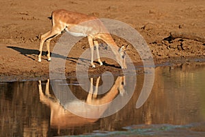 Impala antelope drinking water
