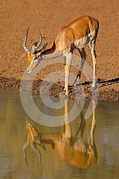 Male impala antelope drinking at a waterhole, Mokala National Park, South Africa photo