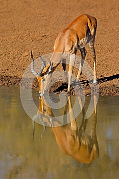 Male impala antelope drinking at a waterhole, Mokala National Park, South Africa photo