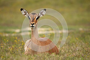 Impala Antelope Female