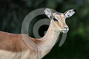 Impala Antelope Female