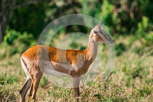 Impala Antelope in the Greenland savannah on the lookout in the Maasai Mara National Game Reserve Park Riftvalley Narok County Ken