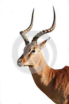 Impala Antelope - Isolated