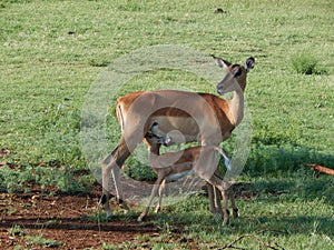 Impala antelope with its calf grazing on the meadow