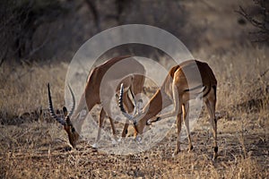 Impala antelope in Kenya