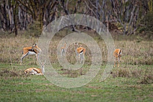 Impala antelope in Kenya - Aepyceros melampus