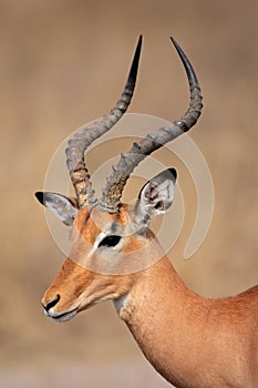 Impala antelope, Kruger park, South Africa