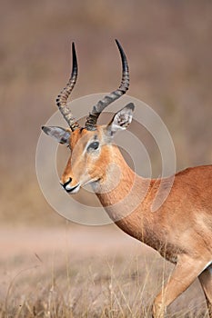 Impala antelope, Kruger Park, South Africa