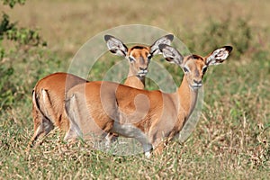 Impala antelope lambs