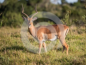 Impala antelope in long grass in Africa