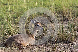 Impala Antelope at Murchison Falls National Park Safari Reserve in Uganda - The Pearl of Africa