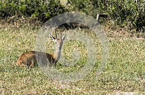 Impala Antelope at Murchison Falls National Park Safari Reserve in Uganda - The Pearl of Africa