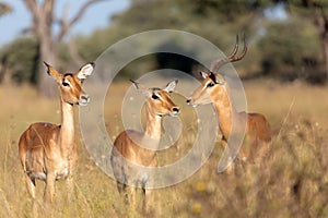 Impala antelope Namibia, africa safari wildlife