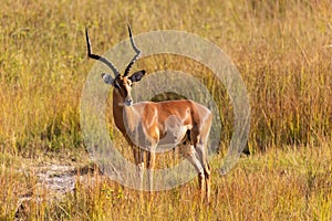 Impala antelope Namibia, africa safari wildlife