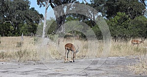 Impala antelope Namibia, africa safari wildlife