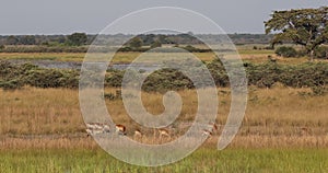 Impala antelope Namibia, africa safari wildlife