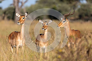 Impala antelope Namibia, africa safari wildlife