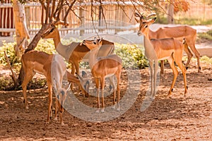 Impala antelope is one of the fastest animals in the world. In the photo, a herd of females is walking around the natural park