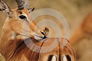 Impala Antelope and Oxpecker photo