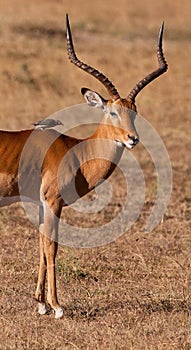 Impala Antelope with an Oxpecker