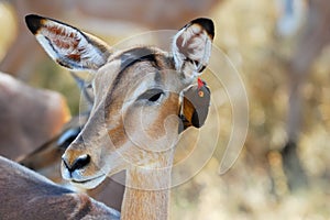 Impala Antelope and Oxpecker