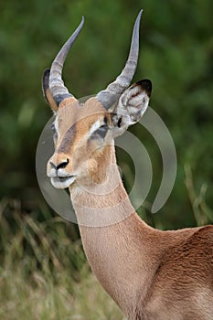 Impala Antelope Portrait