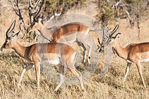 Impala antelope in savanna.South Africa,Wild animals in the African jungle