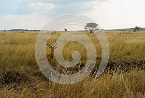 Impala Antelope in Serengeti National Park